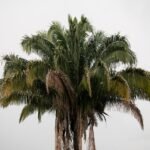 Daily Weather Update: Tropical threat lurks in Gulf as extreme heat intensifies for millions - None