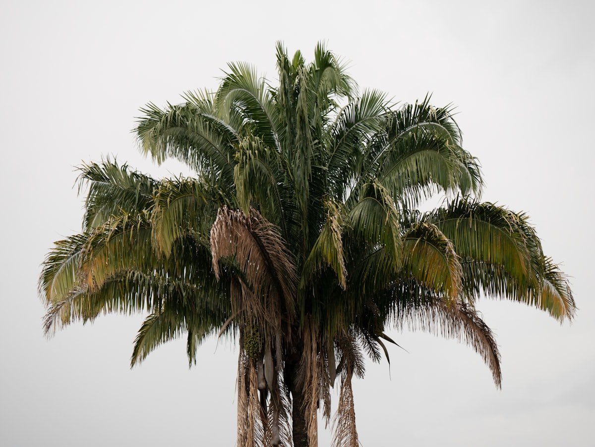 Daily Weather Update: Tropical threat lurks in Gulf as extreme heat intensifies for millions - None
