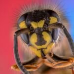 Radioactive wasp nest discovered at nuclear waste storage site in South Carolina - Small world