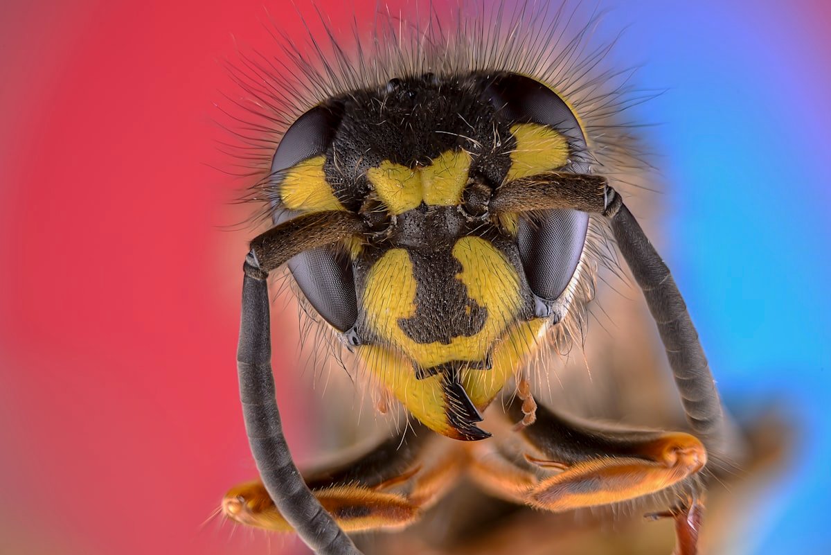 Radioactive wasp nest discovered at nuclear waste storage site in South Carolina - Small world