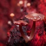 Underground fungi networks that sustain all life on Earth are in danger - None