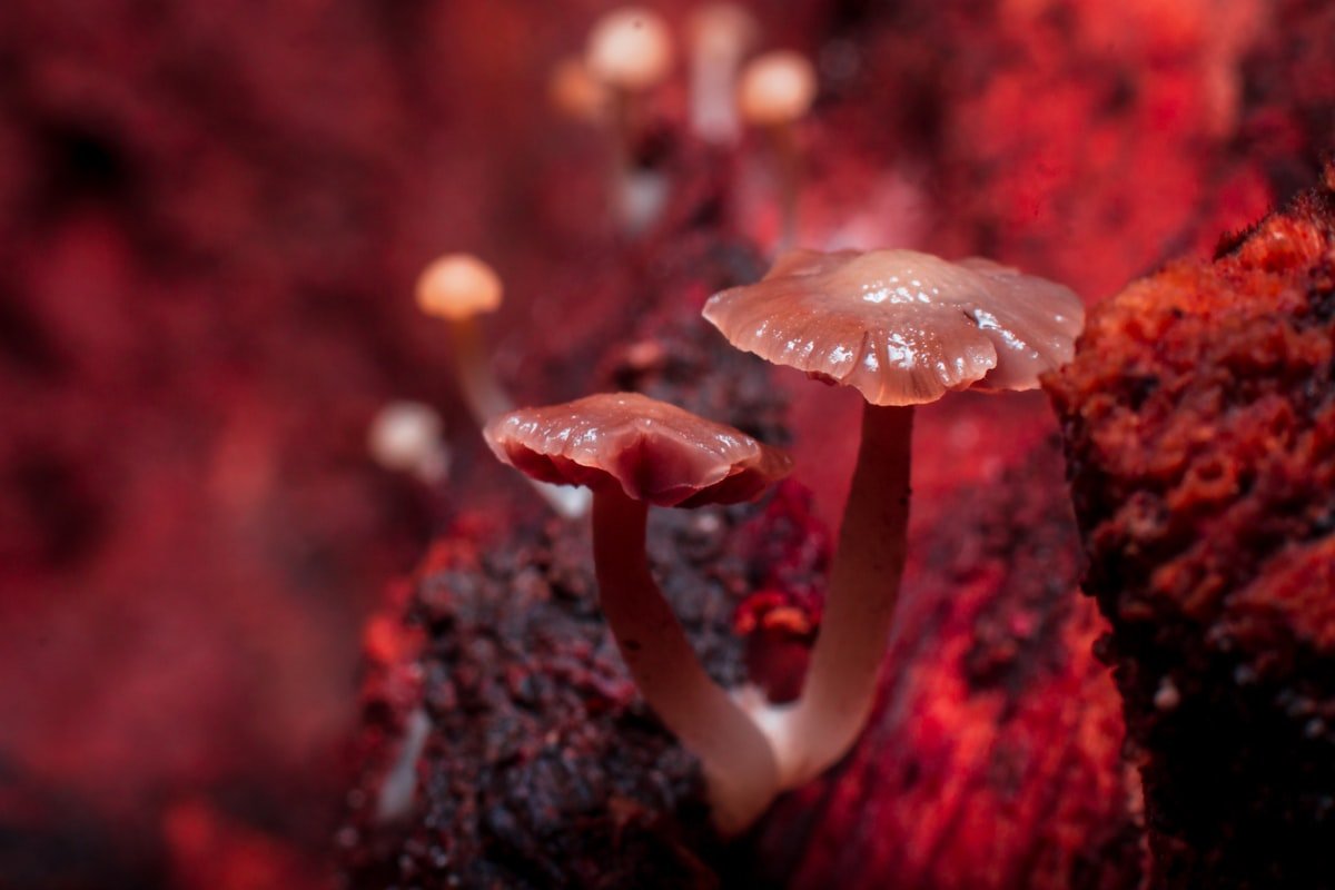 Underground fungi networks that sustain all life on Earth are in danger - None