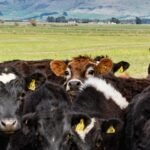 Minister MacDonald announces initial list of Livestock Tax Deferral regions for 2025 - Who me?