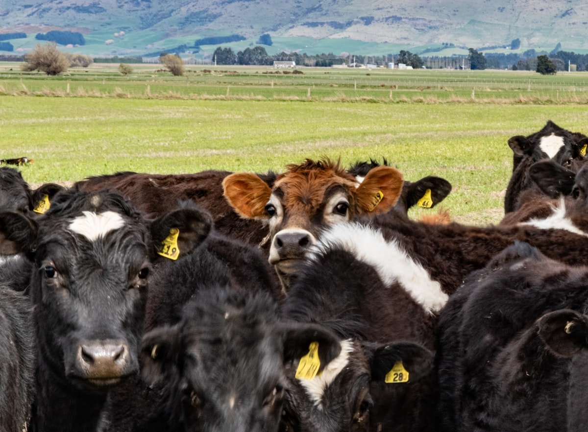 Minister MacDonald announces initial list of Livestock Tax Deferral regions for 2025 - Who me?