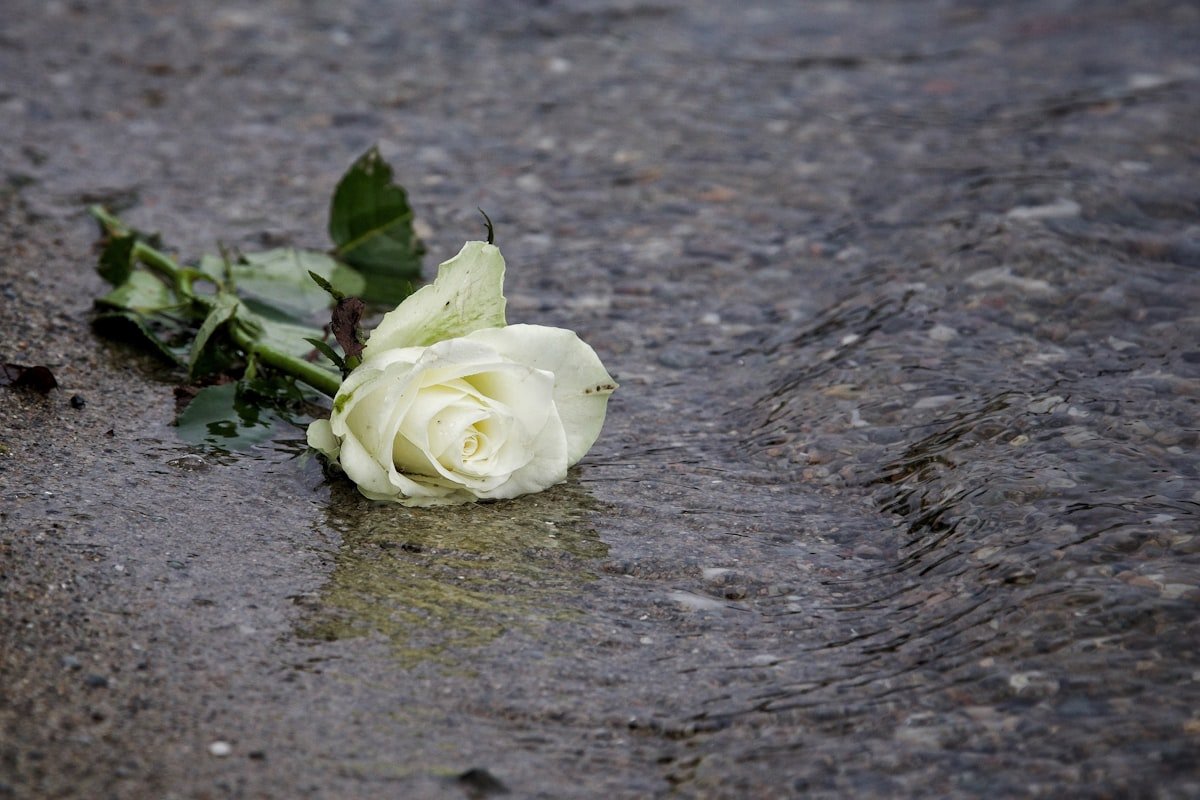 Murder investigation launched after the death of a woman 'in her twenties. - A discarded rose washed up on the shores of Loch Lomond